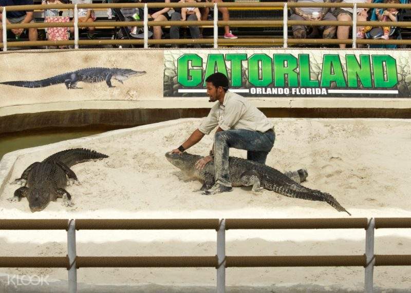 Un miembro del personal de Gatorland maneja un caimán durante un espectáculo en vivo.