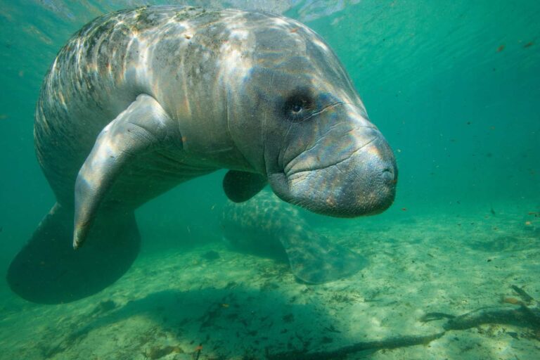 Florida manatee under water
